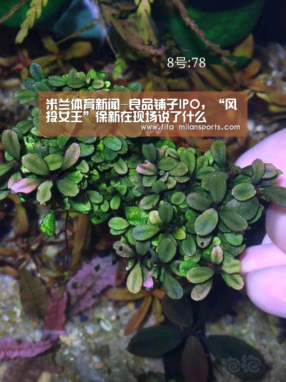 米兰体育新闻-良品铺子IPO，“风投女王”徐新在现场说了什么